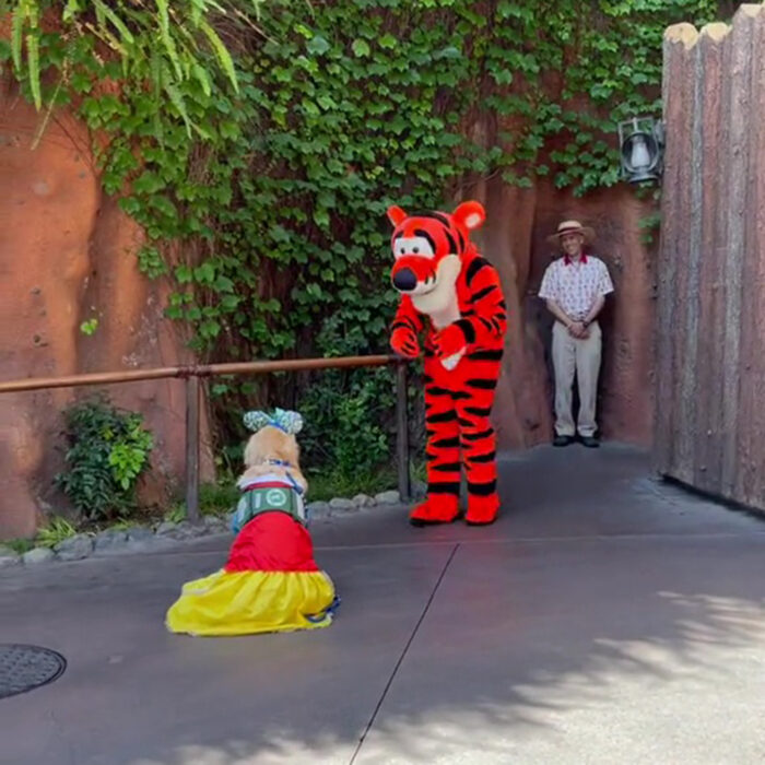 ‘We don’t deserve dogs’: Adorable moment service pup meets Tigger at Disneyland