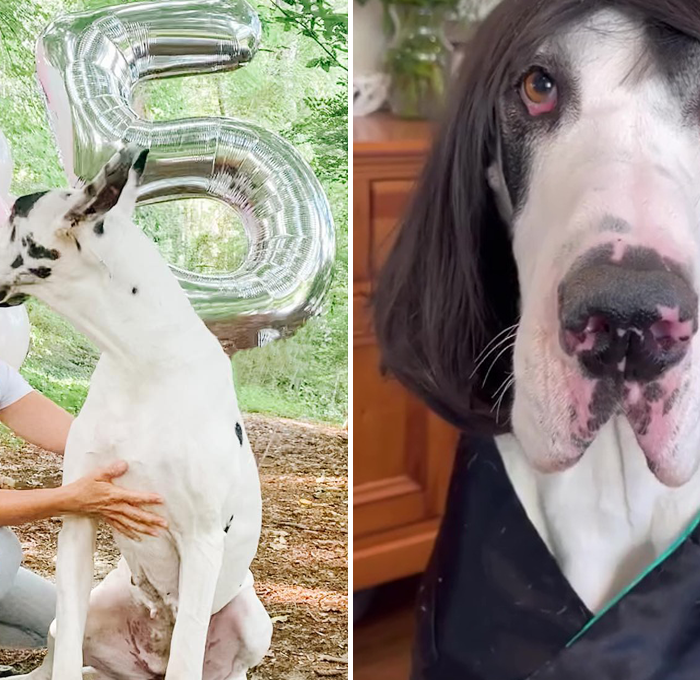 Pampered Great Dane compared to JENNIFER LOPEZ after going viral wearing a wig