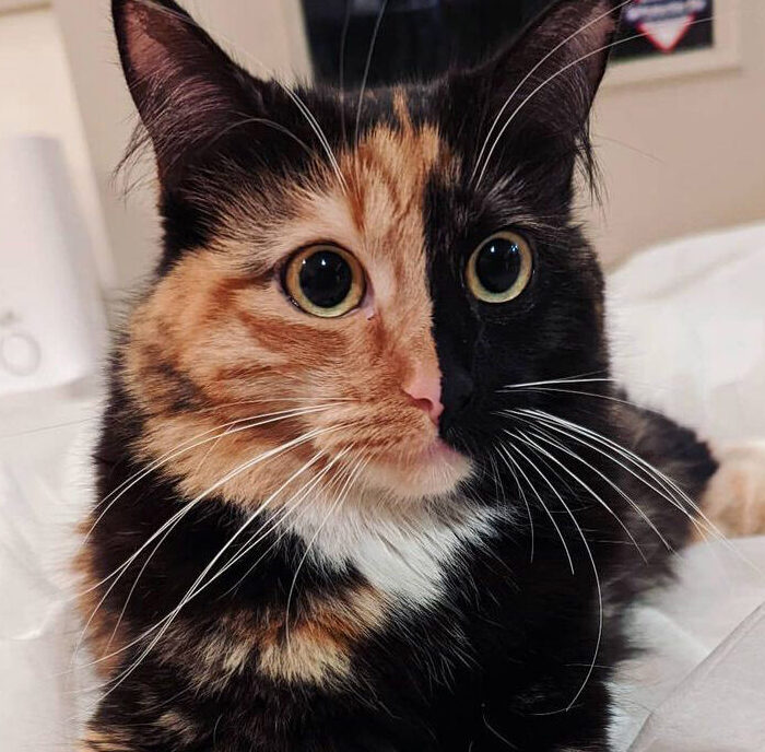 Adorable cat with ‘SPLIT FACE’ from rare genetic mutation captures hearts on Instagram