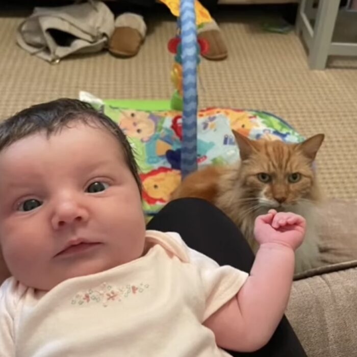 ‘My cat is plotting to kill my baby’: Leicester mum, 19, leaves TikTok in stitches sharing hilarious video of sinister feline